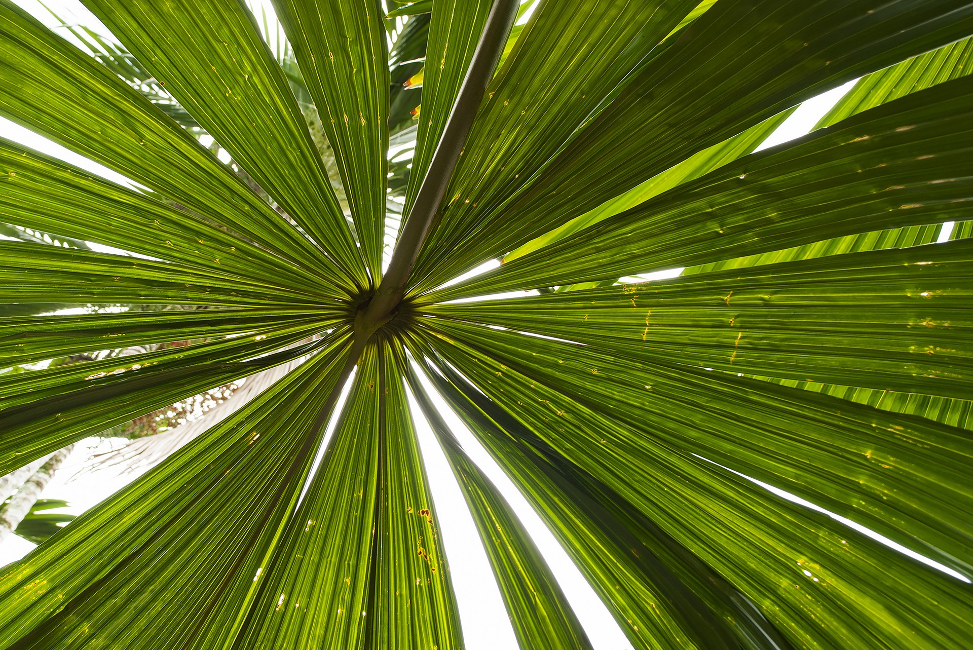 Port Douglas Luxury Holiday Rentals Fan Palm